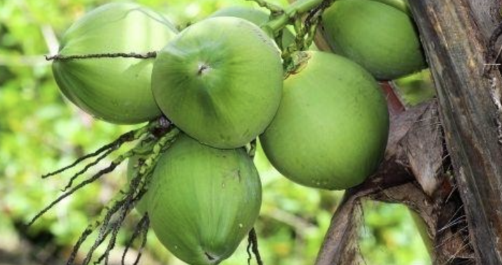 Imported Vietnam fresh coconut